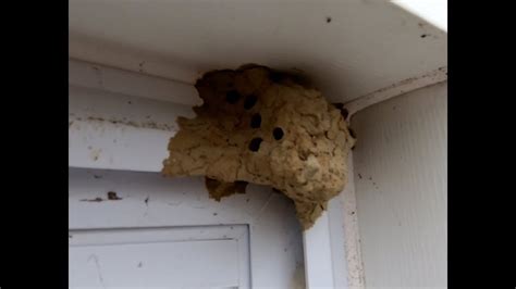 mud wasp nest removal